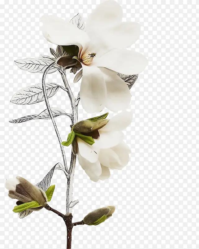 ��ɫ����ͼ��-������