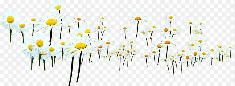 ��ɫΨ����������-������