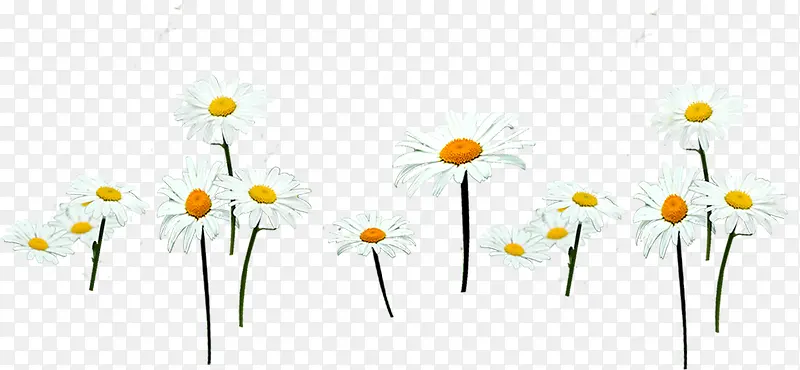 ��ɫΨ��С������-������