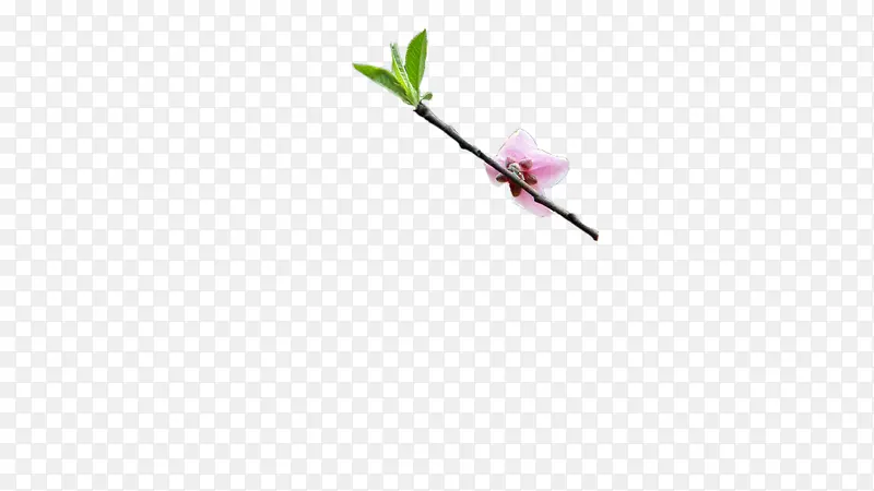 ��ɫ����ֲ����֦-������