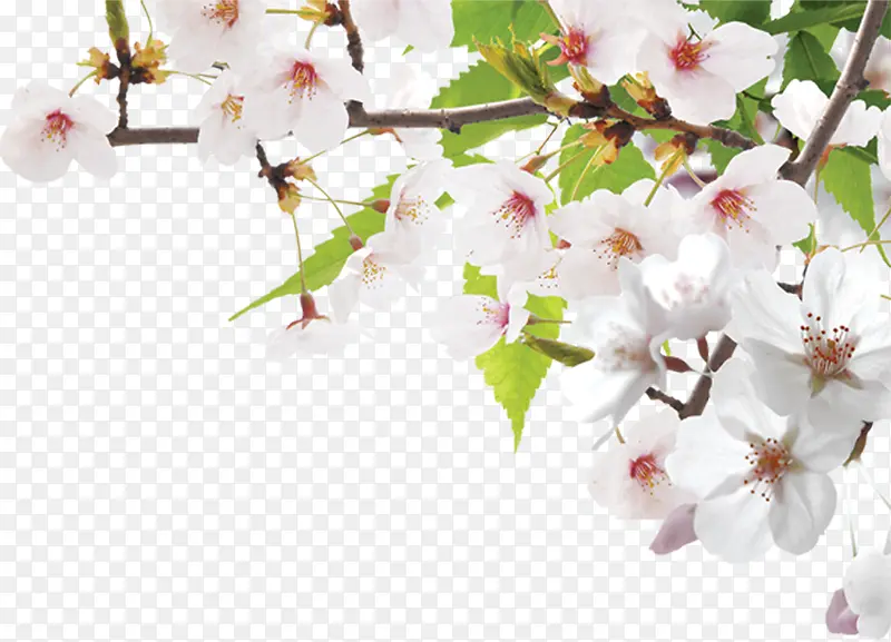 ��ɫΨ������ʢ��������֦-������