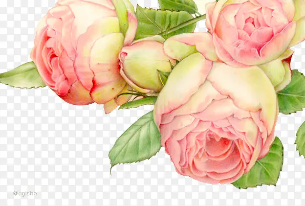 ����ɫ�����ز�-������