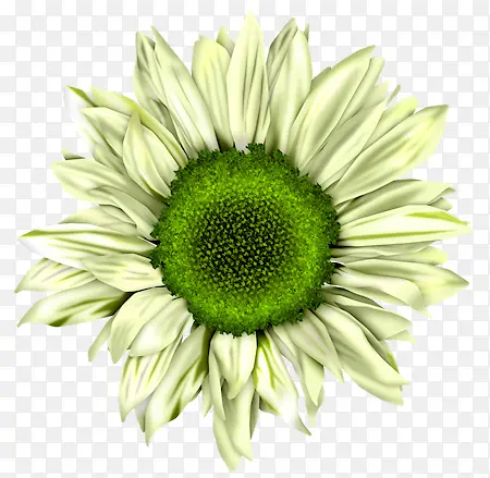 ��ɫ�������տ�-������