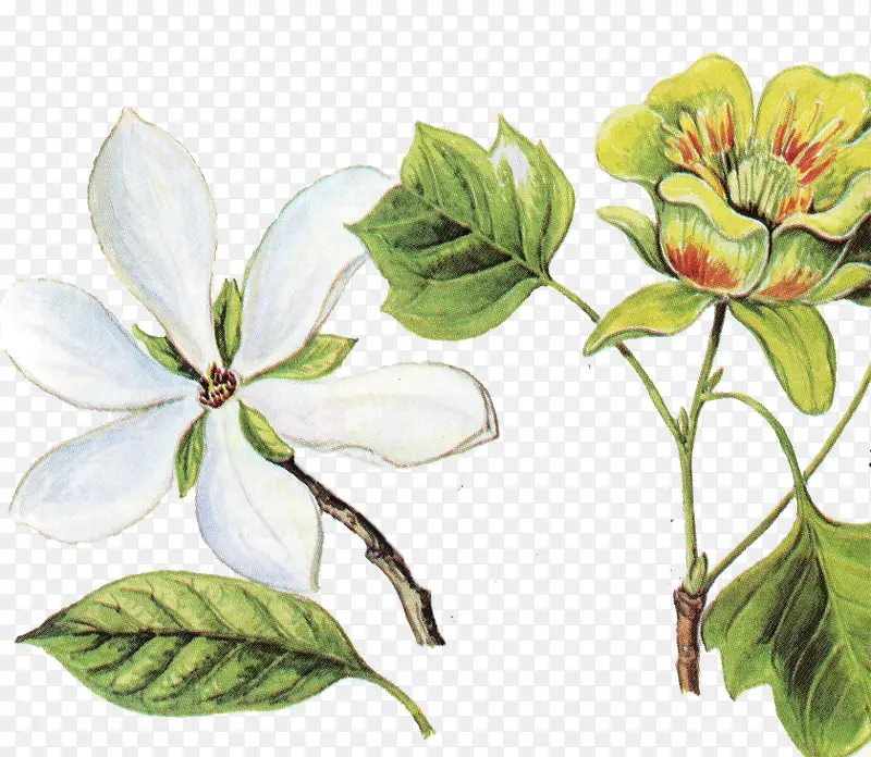 �����ɫ����ʻ滨��-������