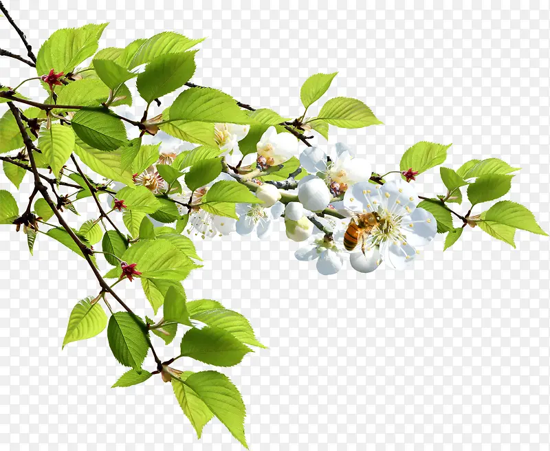 ���쵭�Ű�ɫ��֦����-������