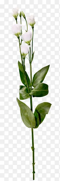 ��ɫ�������ɫ����-������