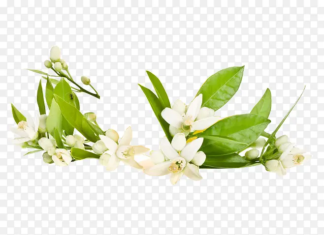 ��ɫֲ���ɫ����-������