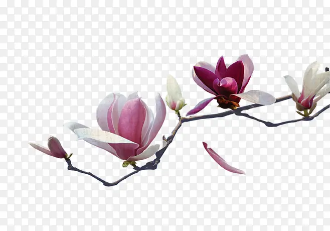 �۰�ɫ������֦����װ��-������