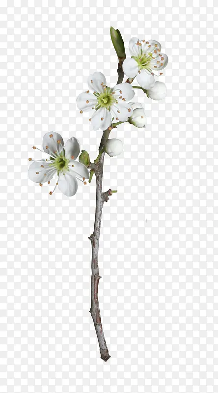 ��ɫ����-������