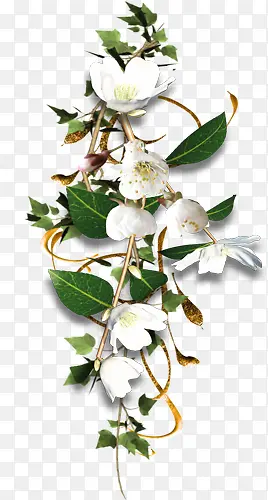 ��ɫ�ɰ�����ֲ��-������