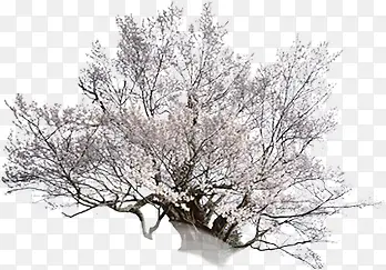 ��ɫ������֦��������װ��-������