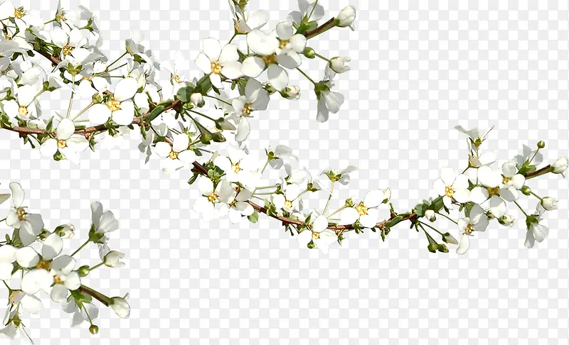 ��ɫ������֦����-������