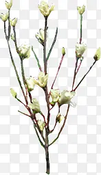 ��ɫ����Ψ�����-������