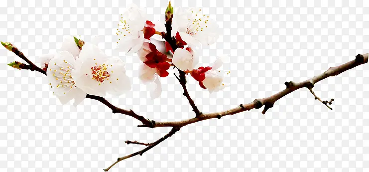 ��ɫ������֦����-������