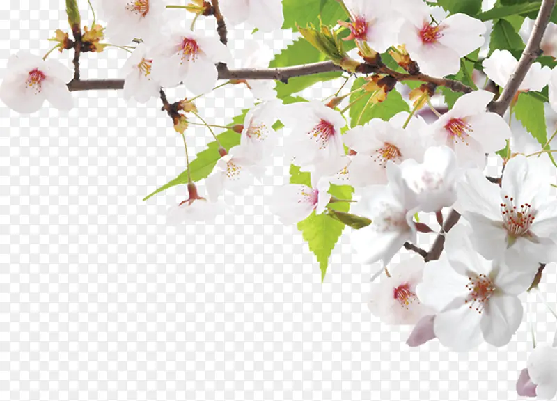 �۰�ɫ������֦װ��-������