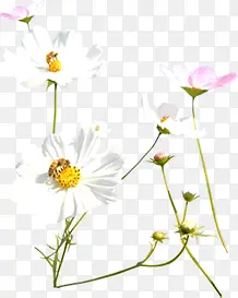 ��ɫΨ����������-������