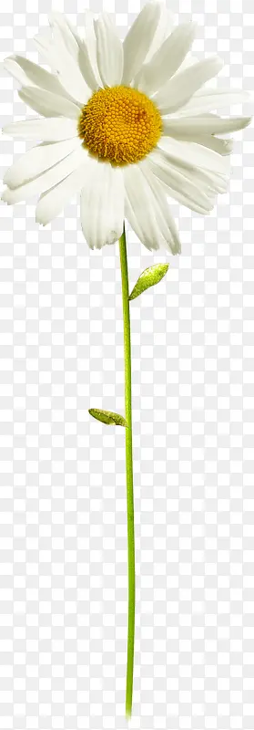 ��ɫ���տ�����-������