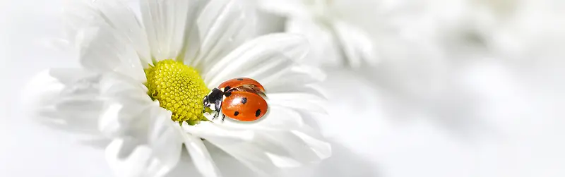 �����ɫ�������溣��-������