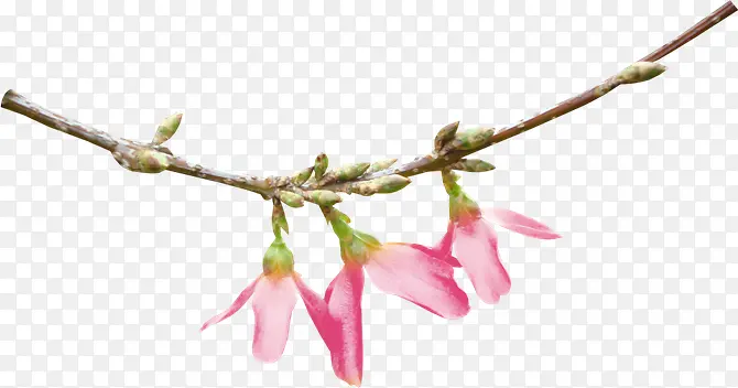 ��֦��ɫ������֦-������