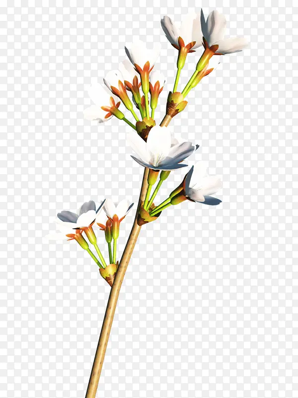 ��֦���ݰ�ɫ��������֦-������