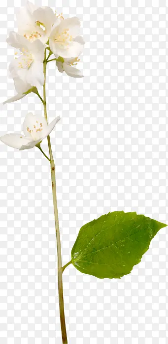 ��ɫ����-������