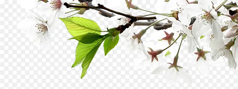 �������ڰ�ɫ����-������