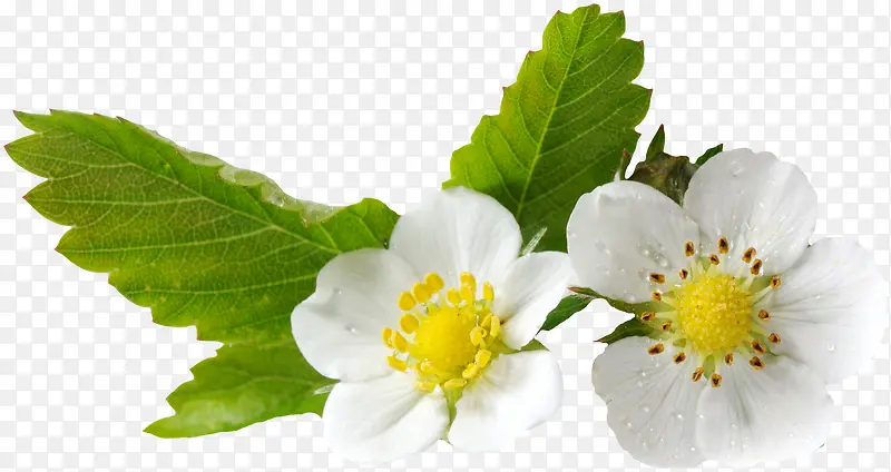 ��ɫ������Ҷ����-������