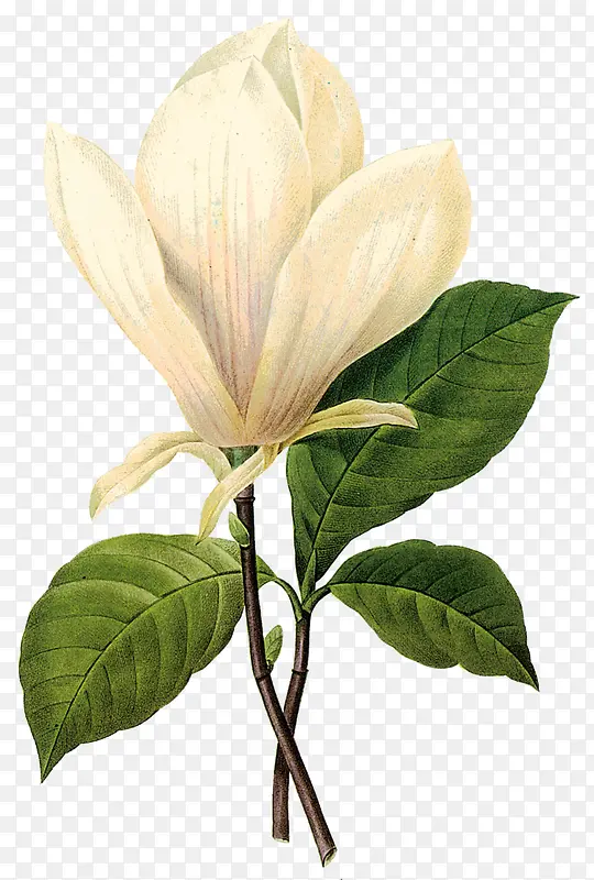 ��Ҷ��ɫ�ֻ滨��-������