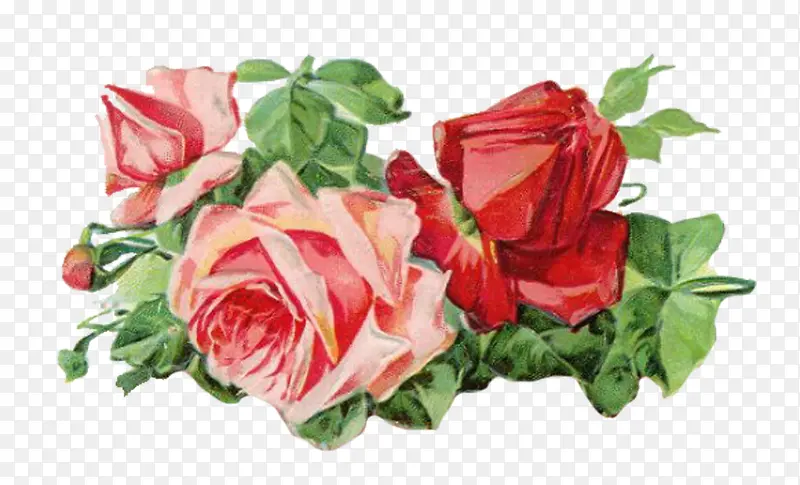 �ֻ�ˮ��õ�廨�����ز�-������