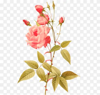 ��ͨ��ɫõ�廨�ز�-������