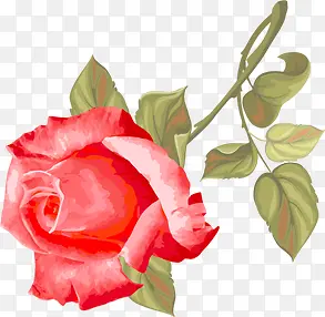 ��Ϧ���˽�ˮ��õ�廨-������