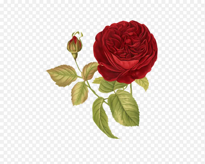 ��ɫõ�廨�ֻ�-������