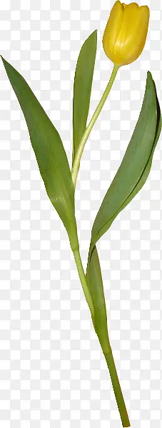 ��õ��-������