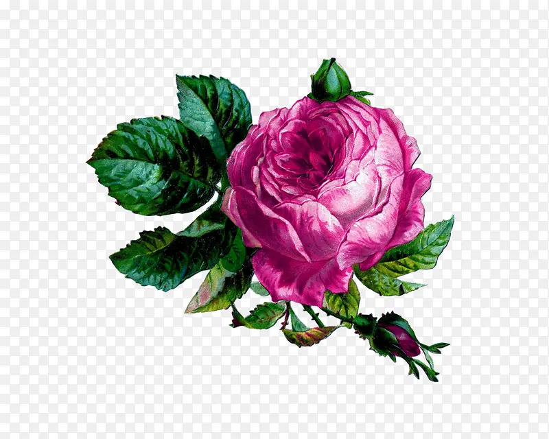 �Һ�ɫõ�廨�ֻ�-������