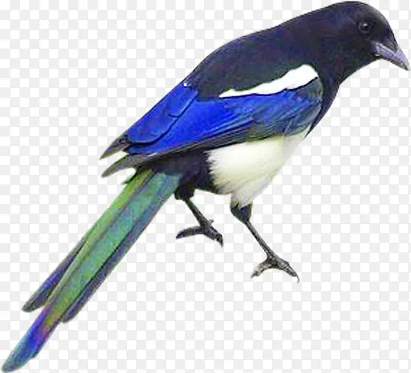 ��ɫϲȵ�ֻ洴��-������