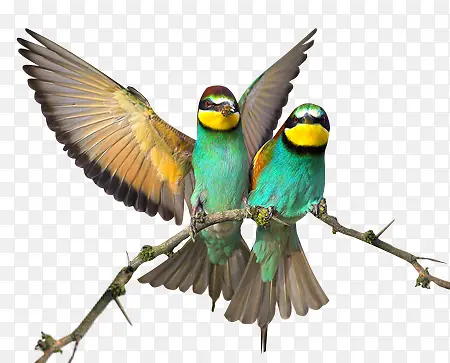 ��ͨϲȵ����չ�����-������