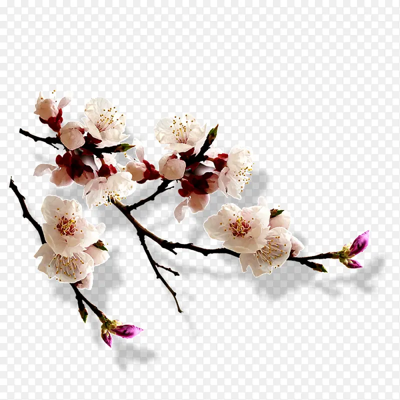 ��ɫ֦ͷ�һ�-������