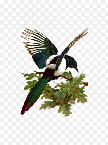 ��֦ϲȵ-������