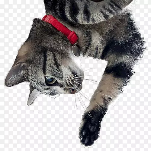 è������߿�ѧ��ʳ����è-������