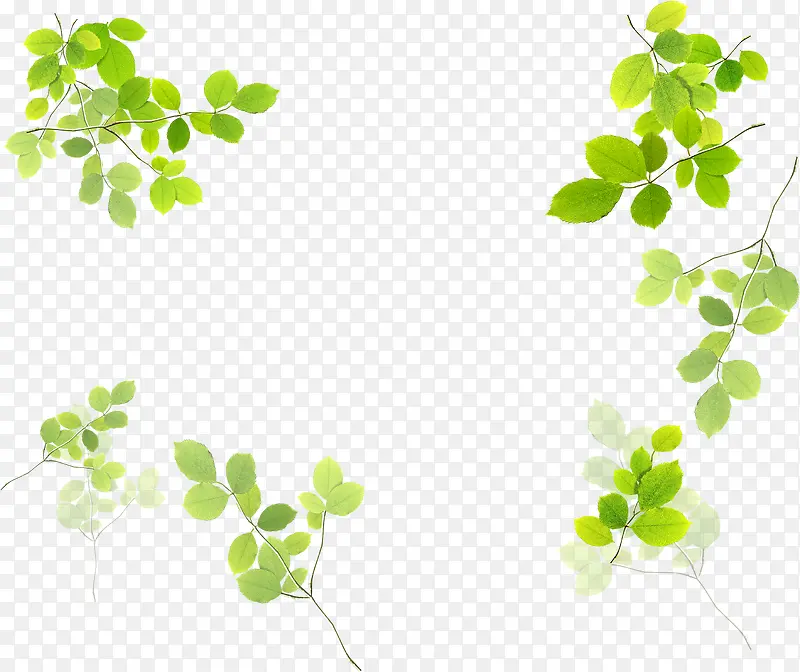 ����������Ҷ��֦�ϼ�-������