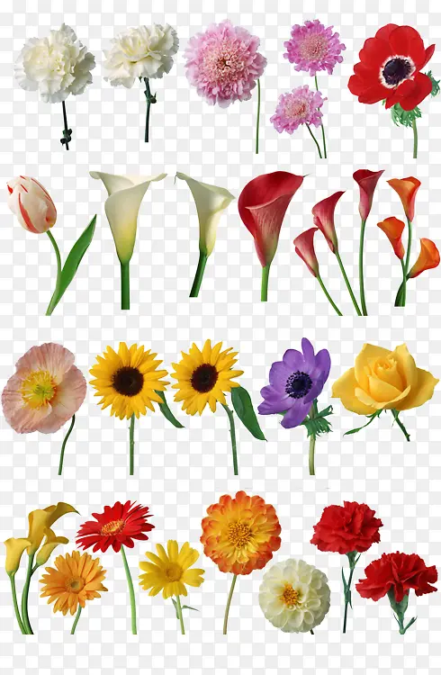 ���ֲ�ɫ����ϼ�-������