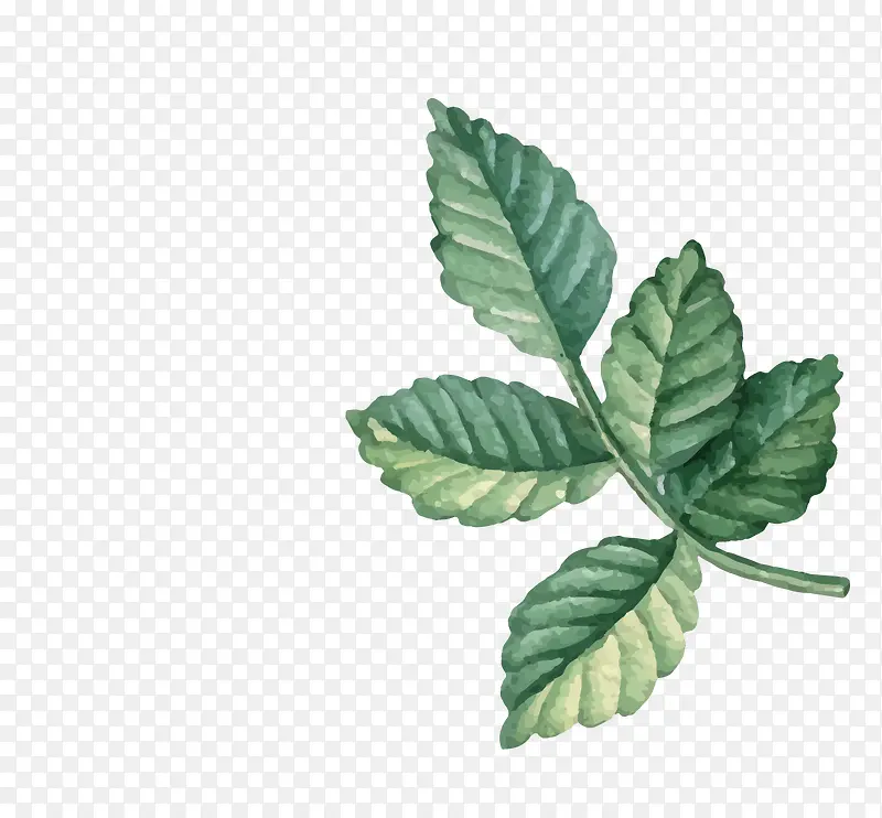 ˮ��ֲ��-������