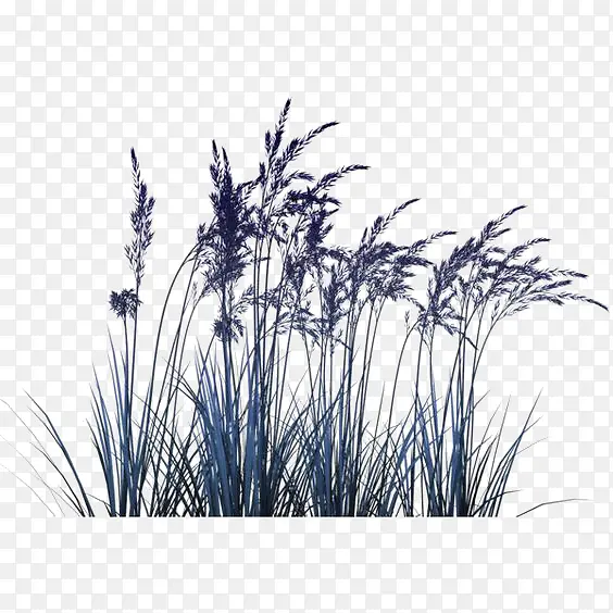 ޹�²ݲ廭-������