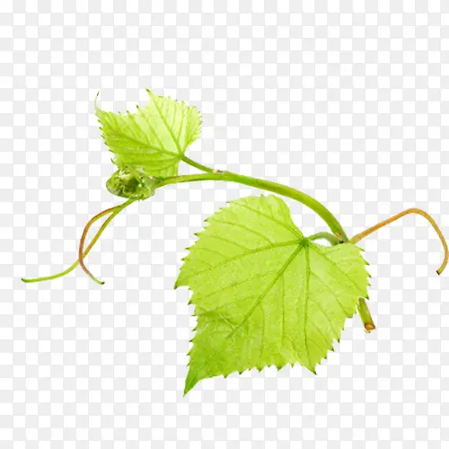 ����Ҷ��ʵ��-������