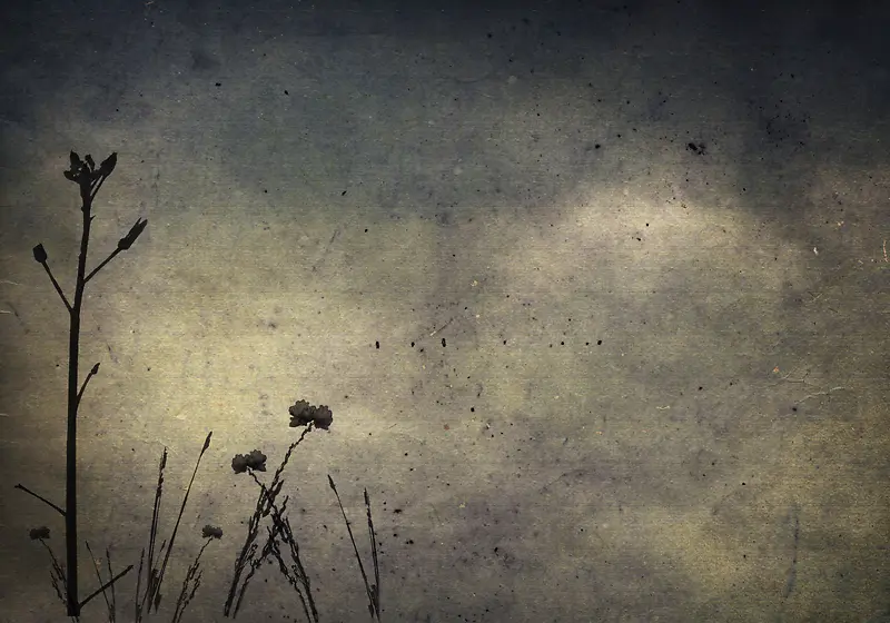 ���Ż���ֲ�ﱳ���߿�-������