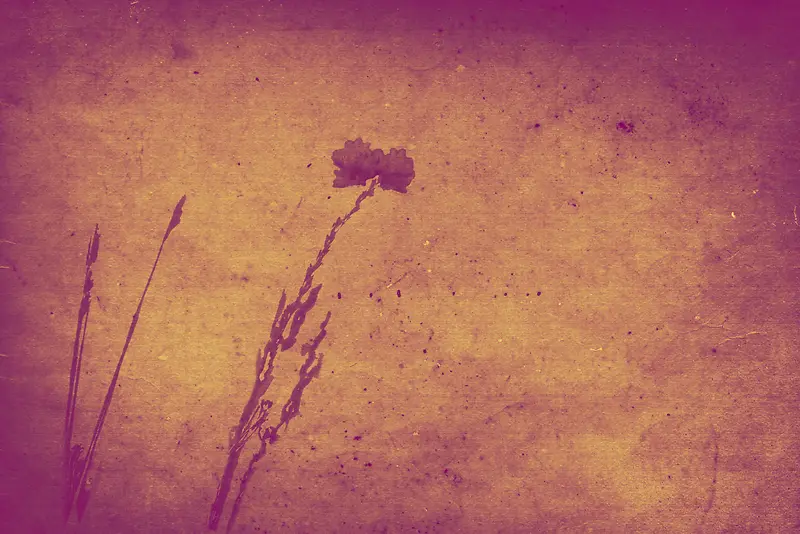 ���Ż��Ʊ�������-������