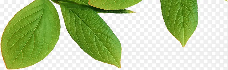 ��ɫ������Ҷ����ʱ��-������