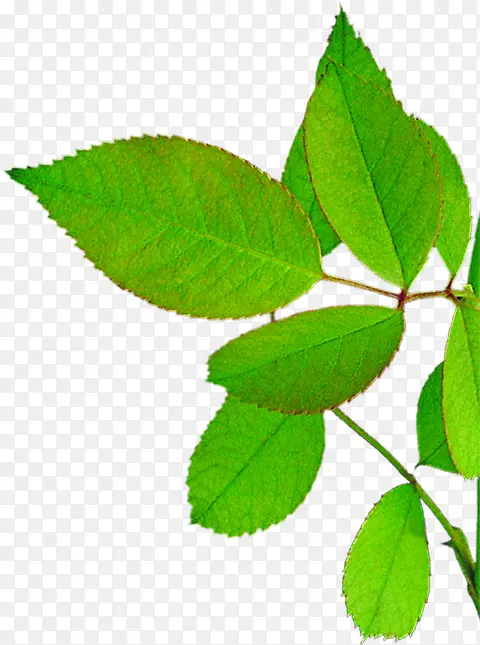 ������ɫ������Ҷ��֦-������