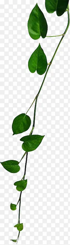 ��ɫ����ʱ����Ҷ���-������