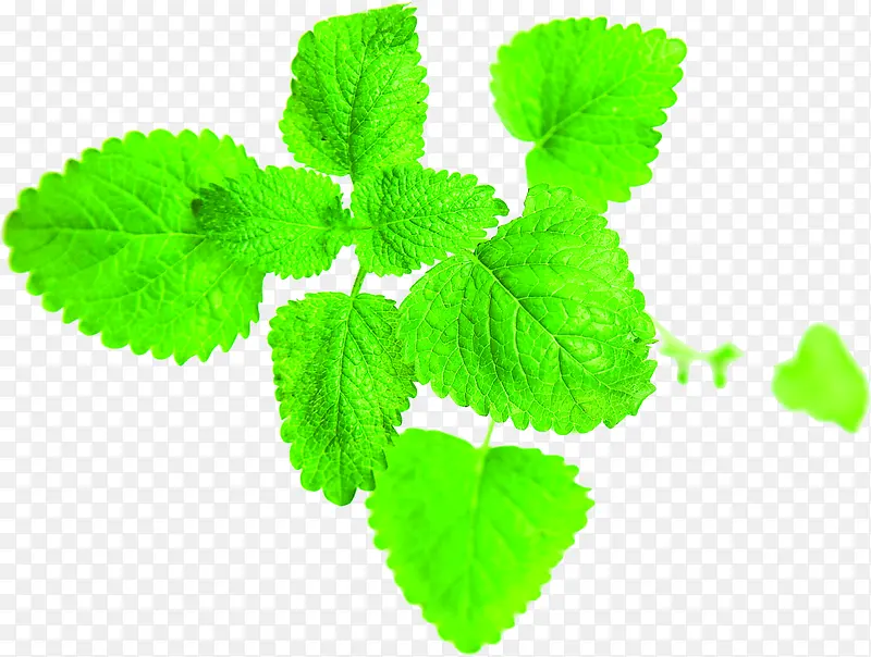 ��ɫʱ�����´�����Ҷ-������